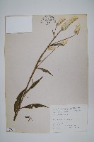 青葙藏品圖，第1張