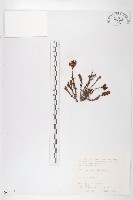 玉山佛甲草藏品圖，第1張