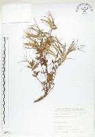 短葉柳葉菜藏品圖，第1張