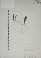 阿里山龍膽藏品圖，第1張