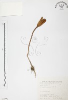 臺灣百合藏品圖，第1張