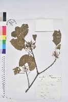 白臼藏品圖，第1張