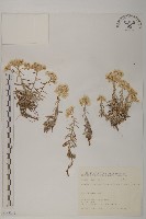 抱莖籟簫藏品圖，第1張