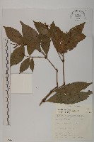 草珊瑚、紅果金粟蘭藏品圖，第1張