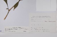 腺萼馬藍藏品圖，第2張