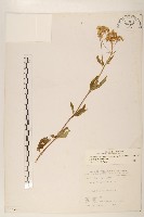 台灣澤蘭藏品圖，第1張