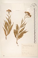 黃菀藏品圖，第1張