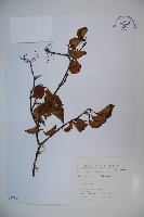 呂宋莢迷藏品圖，第1張