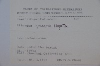 呂宋莢迷藏品圖，第2張