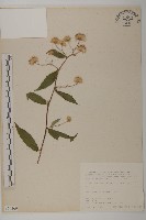 大頭艾納香藏品圖，第1張