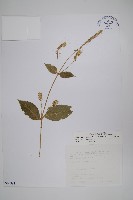 日本牛膝藏品圖，第1張