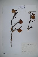 小葉莢迷藏品圖，第1張