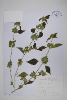 華九頭獅子草藏品圖，第1張