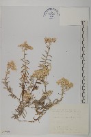 抱莖籟簫藏品圖，第1張