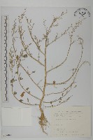 藜、灰藜藏品圖，第1張