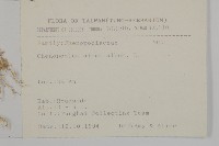 藜、灰藜藏品圖，第2張