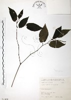 風藤藏品圖，第1張