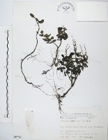 椒草藏品圖，第1張