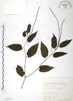 風藤藏品圖，第1張