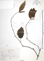 風藤藏品圖，第1張