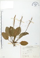 車前草藏品圖，第1張