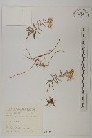 抱莖籟簫藏品圖，第1張