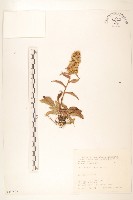 登錄號:S067526藏品圖，第1張