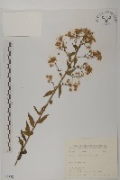 臺灣馬蘭藏品圖，第1張