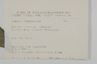 大頭艾納香藏品圖，第2張