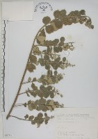 海埔姜藏品圖，第1張