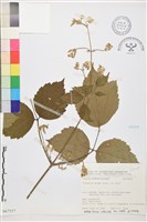 登錄號:S067537藏品圖，第1張