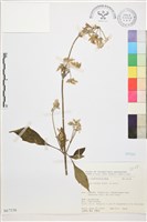 登錄號:S067538藏品圖，第1張