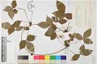 登錄號:S067539藏品圖，第1張