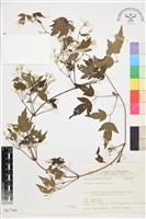 女萎藏品圖，第1張