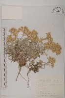 尼泊爾籟簫藏品圖，第1張