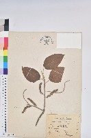 臺灣鐵莧藏品圖，第1張