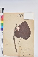 三年桐、光桐藏品圖，第1張