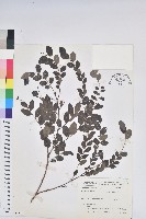 臺灣山漆莖藏品圖，第1張