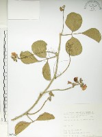 肥豬豆藏品圖，第1張