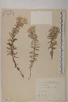 抱莖籟簫藏品圖，第1張