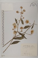 大頭艾納香藏品圖，第1張