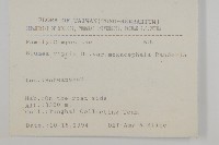 大頭艾納香藏品圖，第2張