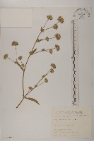 地膽草、毛蓮菜藏品圖，第1張