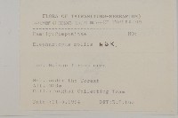 地膽草、毛蓮菜藏品圖，第2張