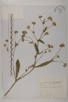 地膽草、毛蓮菜藏品圖，第1張