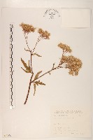 臺灣澤蘭藏品圖，第1張