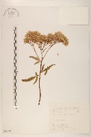 臺灣澤蘭藏品圖，第1張