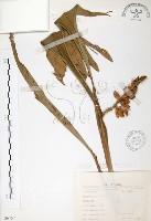 普萊氏月桃、短穗山姜藏品圖，第1張