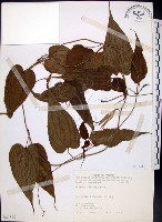 百部藏品圖，第1張