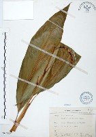 山月桃藏品圖，第1張